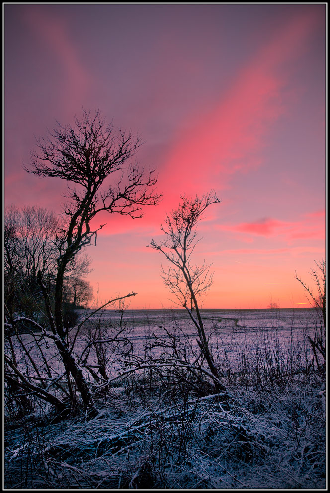 roter Himmel und Holunder