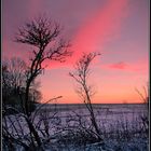 roter Himmel und Holunder