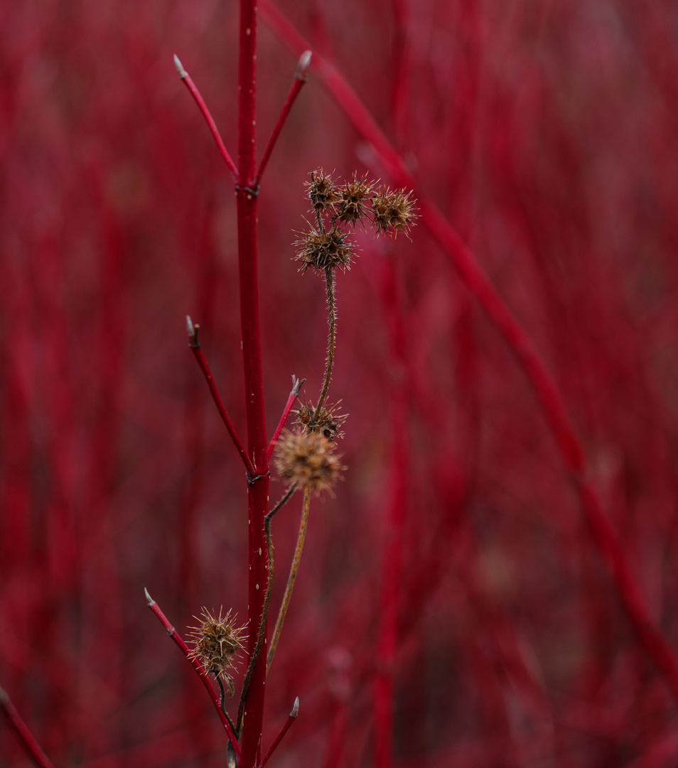 Roter Hintergrund