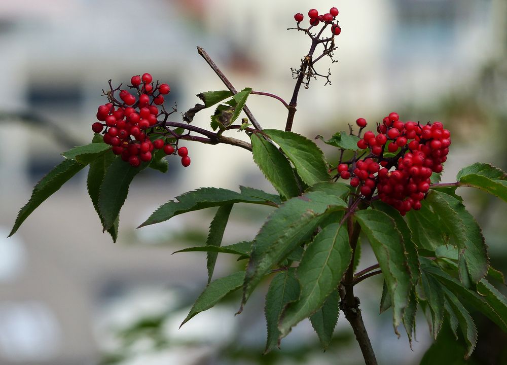 Roter Holunder , oder auch Traubenholunder