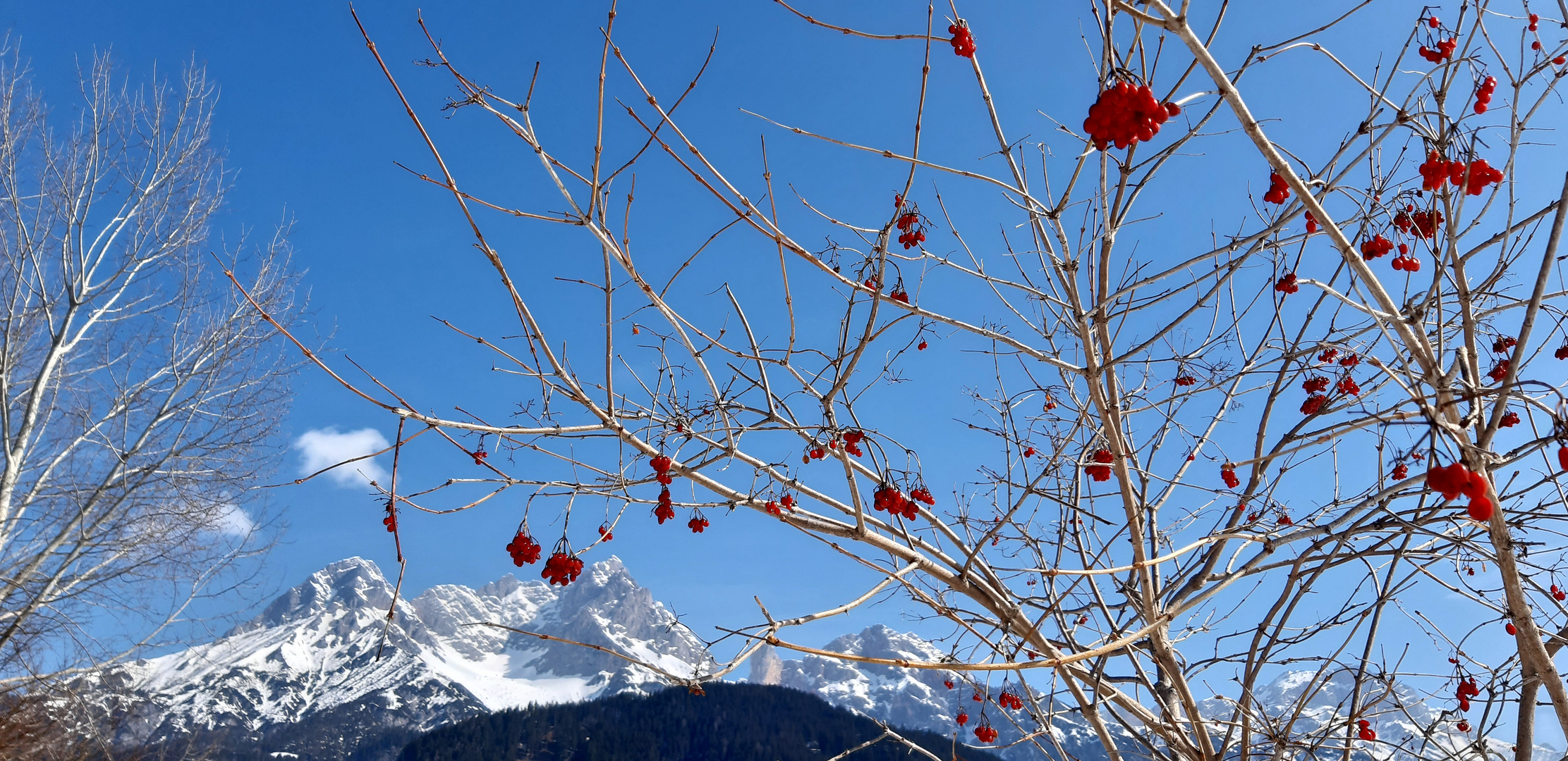 Roter Holunderbeeren im Blauen Himmel 