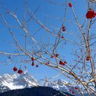 Roter Holunderbeeren im Blauen Himmel 