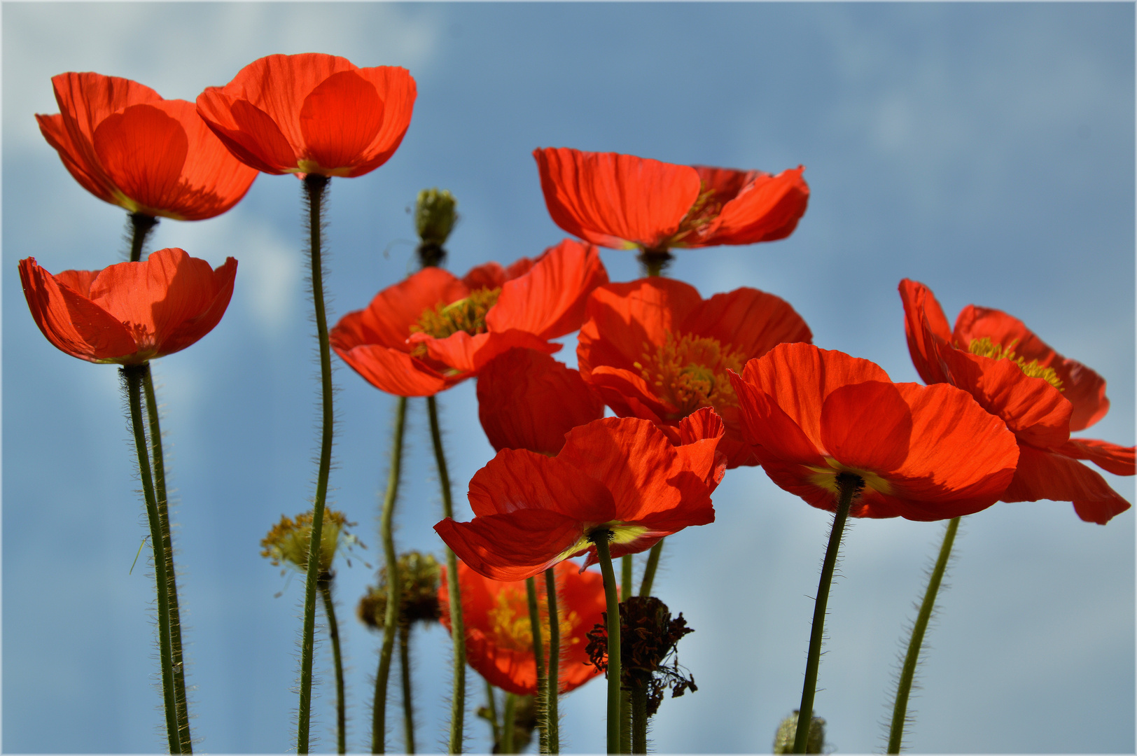 Roter Hornmohn