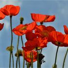 Roter Hornmohn