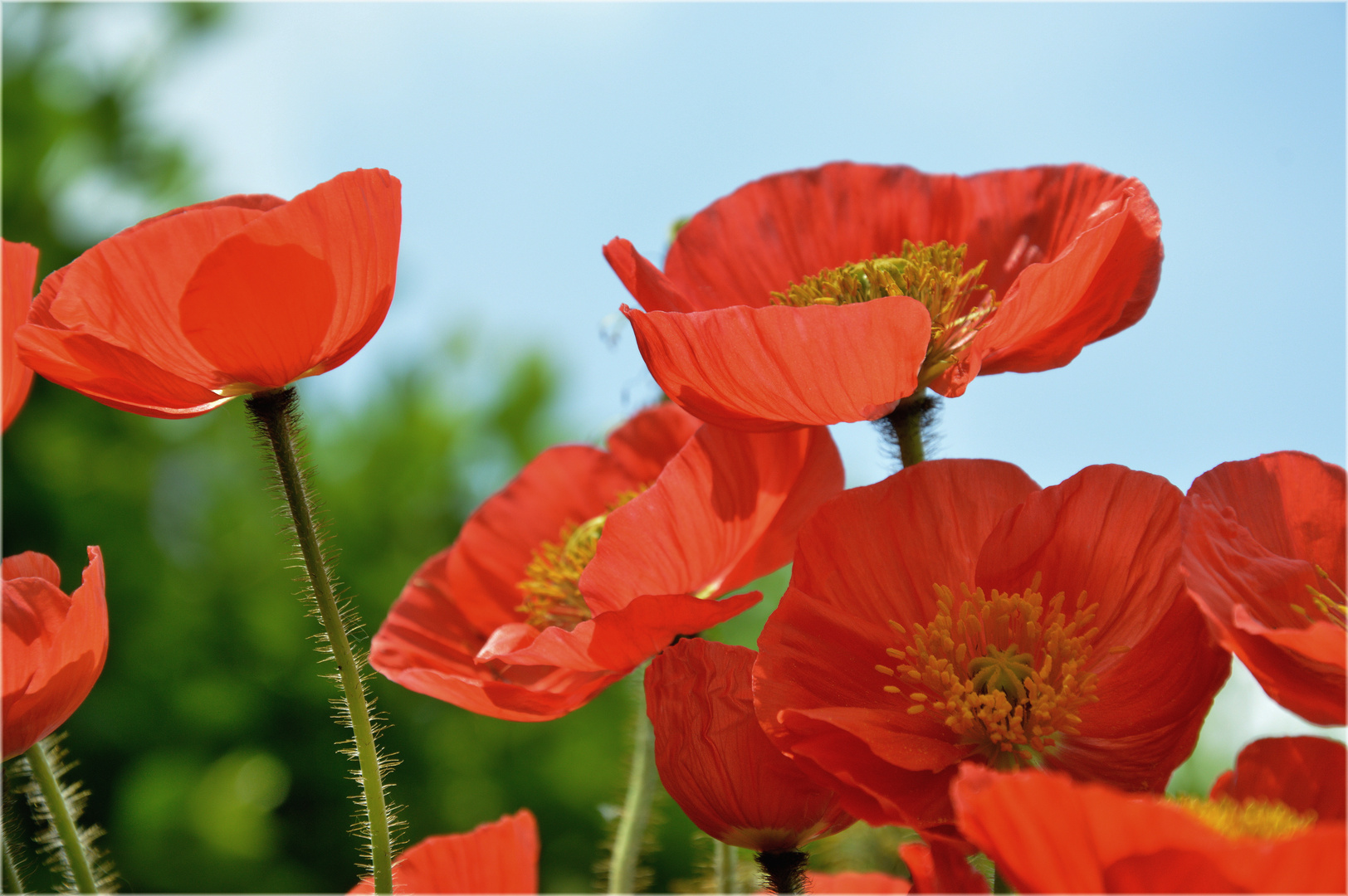 Roter Hornmohn II