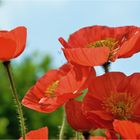 Roter Hornmohn II