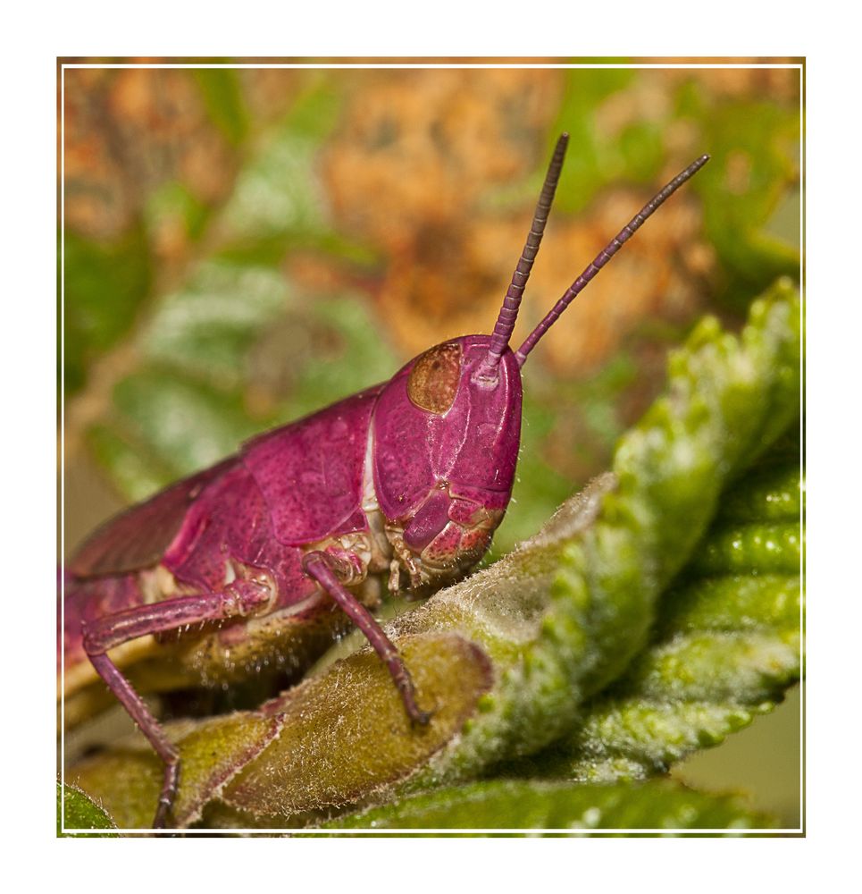 Roter Hüpfer ....