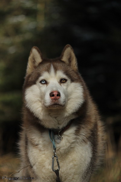 roter Husky