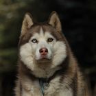 roter Husky