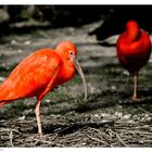 Roter Ibis