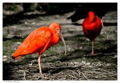 Roter Ibis