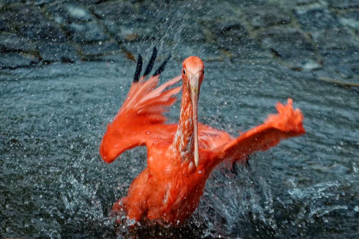 Roter Ibis