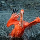 Roter Ibis