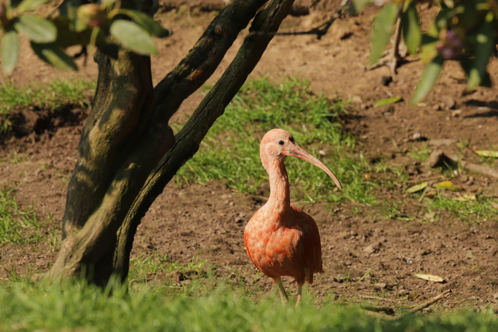 Roter Ibis (2018_04_21_EOS 6D Mark II_1374_ji)