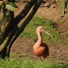 Roter Ibis (2018_04_21_EOS 6D Mark II_1374_ji)