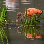 Roter Ibis