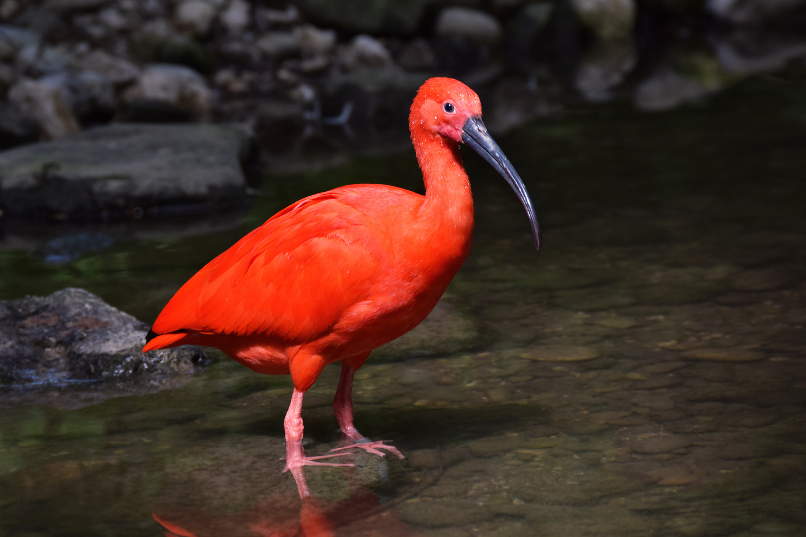 roter ibis