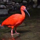 roter ibis