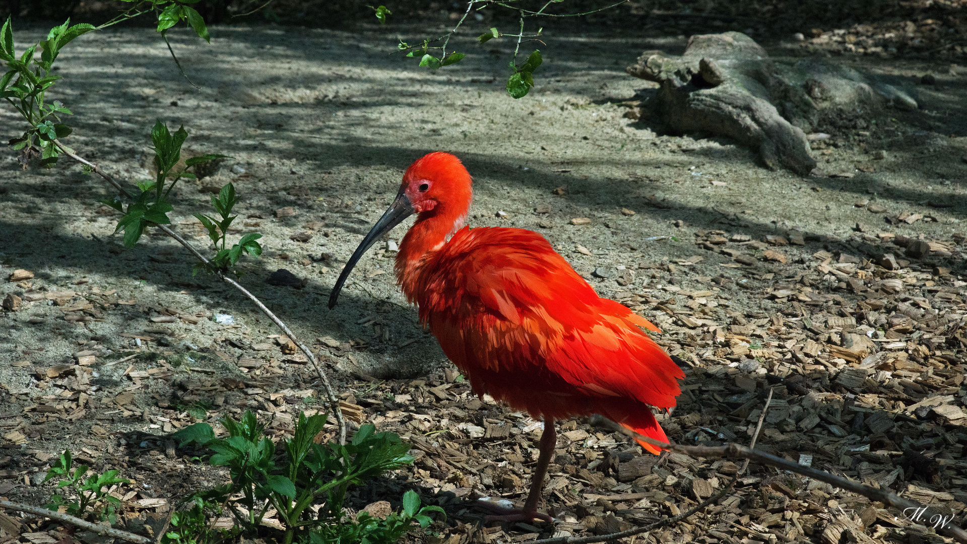 roter Ibis