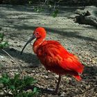 roter Ibis