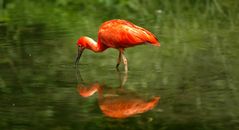 Roter Ibis