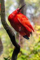 Roter Ibis