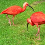 Roter Ibis