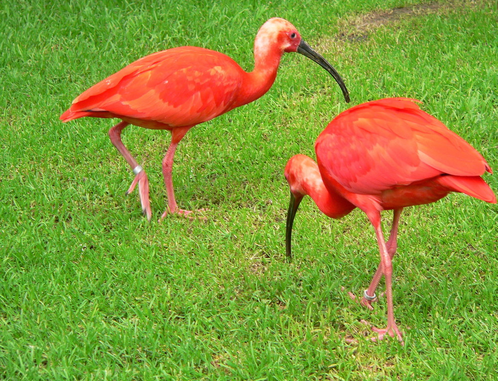 Roter Ibis