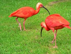 Roter Ibis