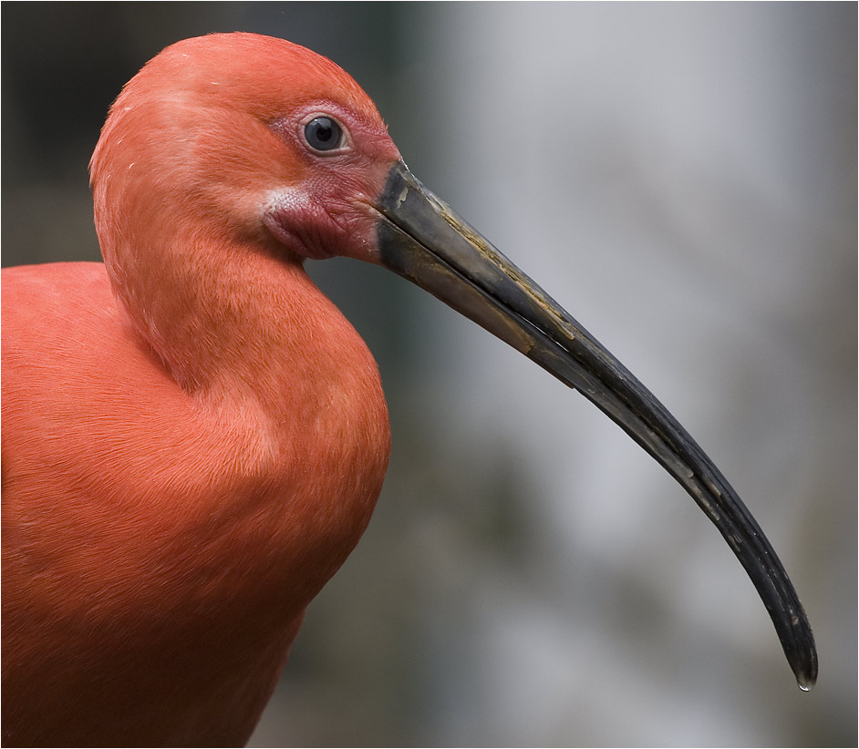 ROTER IBIS