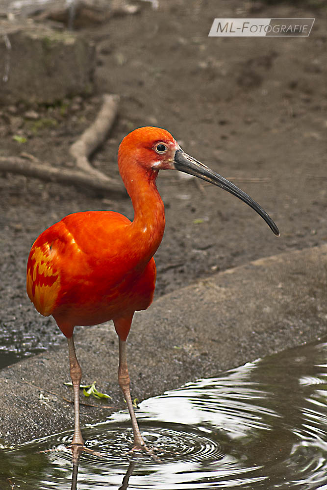 Roter Ibis