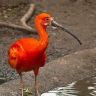 Roter Ibis