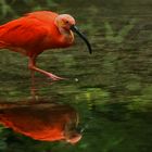 Roter Ibis 