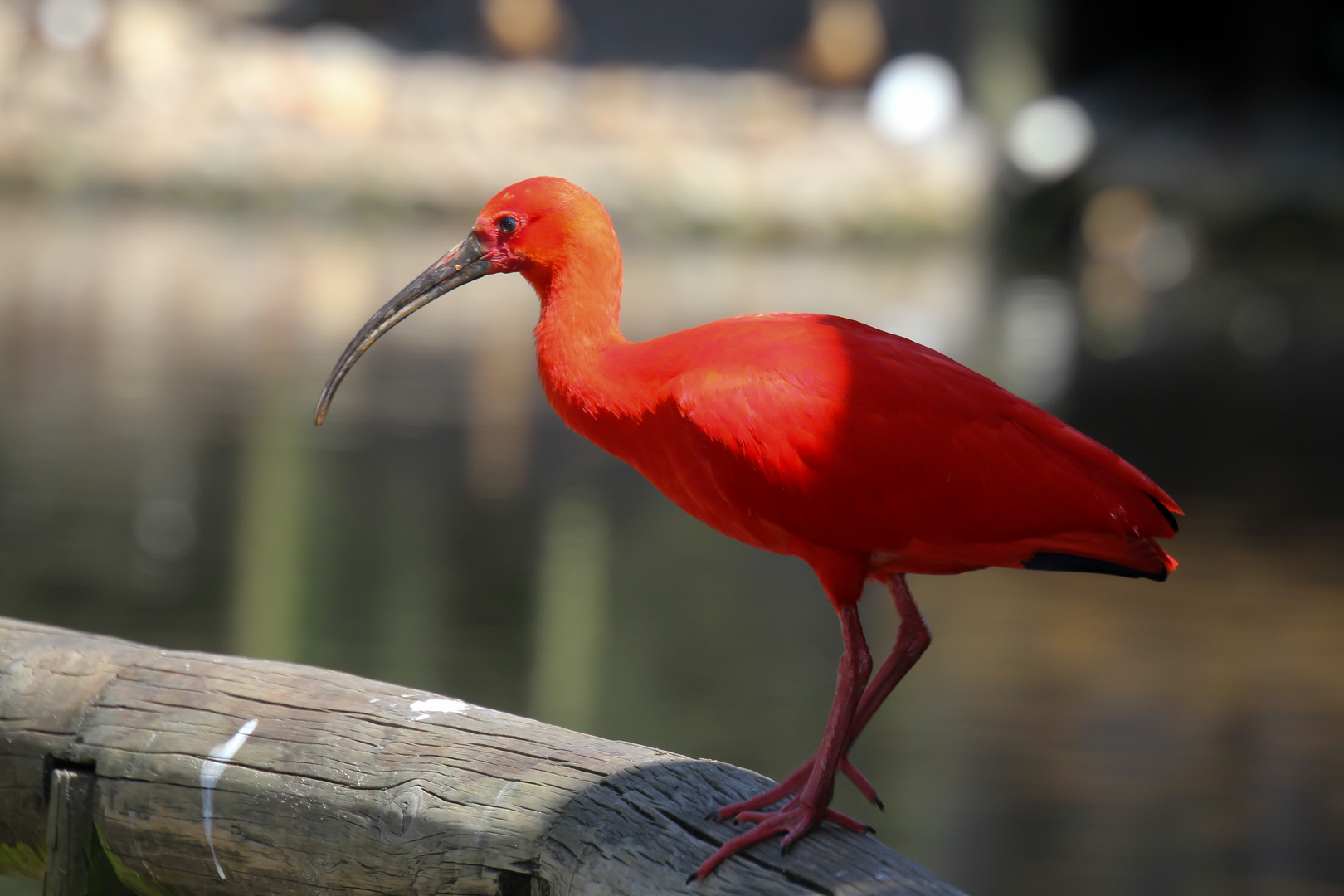 roter Ibis