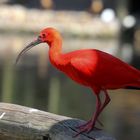 roter Ibis