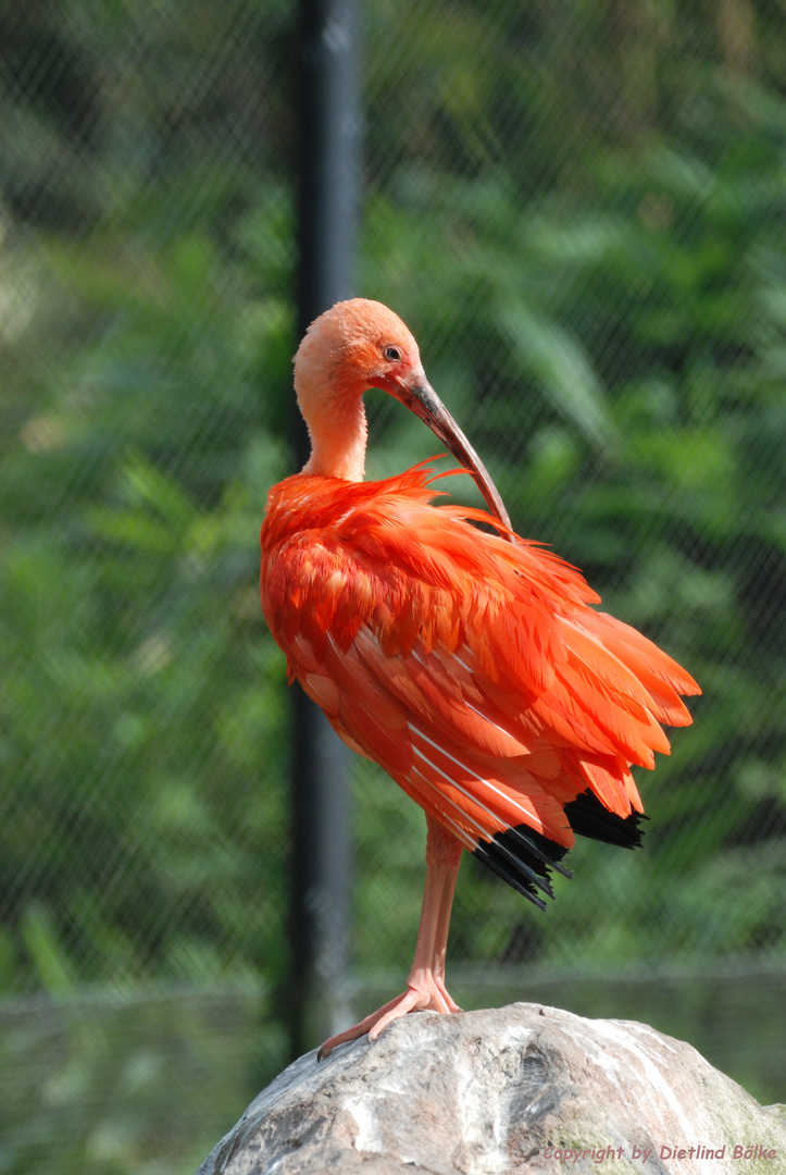 Roter Ibis