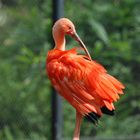 Roter Ibis