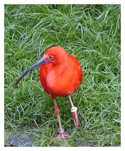 Roter Ibis