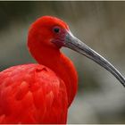 Roter Ibis