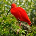 "Roter Ibis"