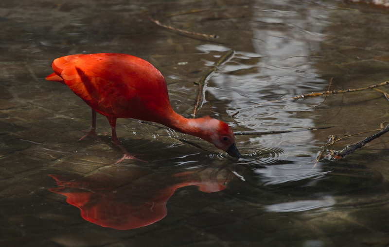 roter Ibis