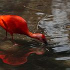 roter Ibis