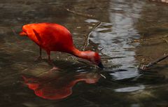 roter Ibis