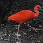 Roter Ibis