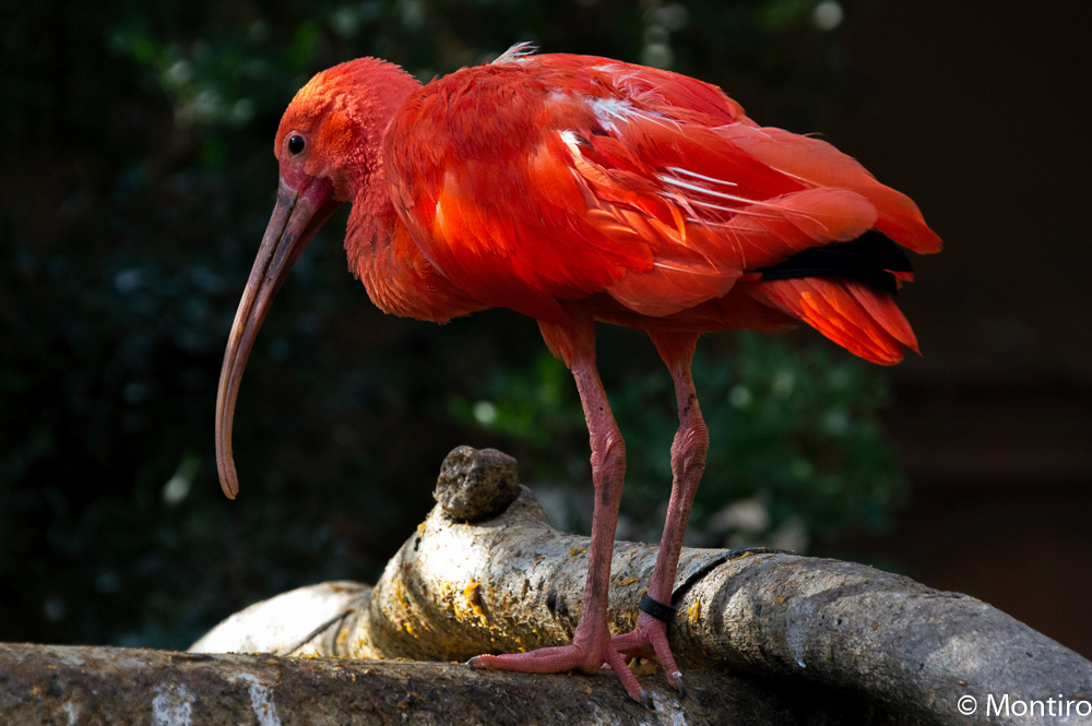 Roter Ibis