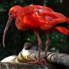 Roter Ibis