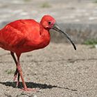 Roter Ibis