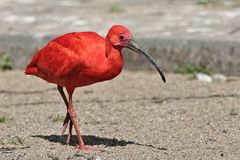 Roter Ibis