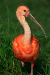 roter Ibis