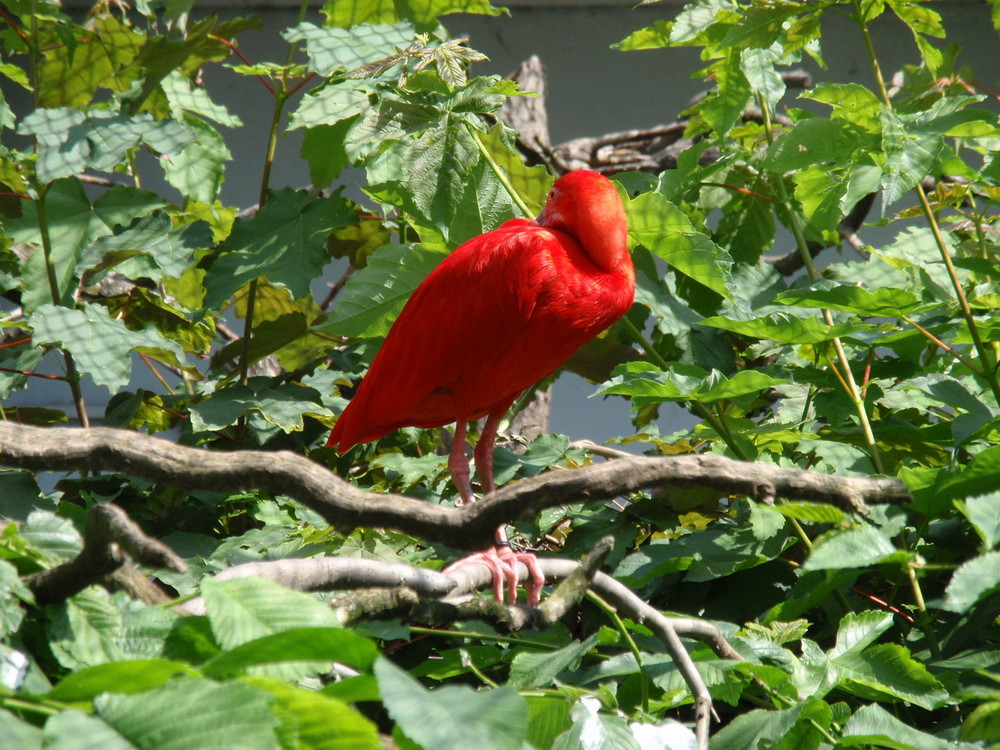 Roter Ibis